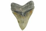 Serrated, Fossil Megalodon Tooth - North Carolina #355701-2